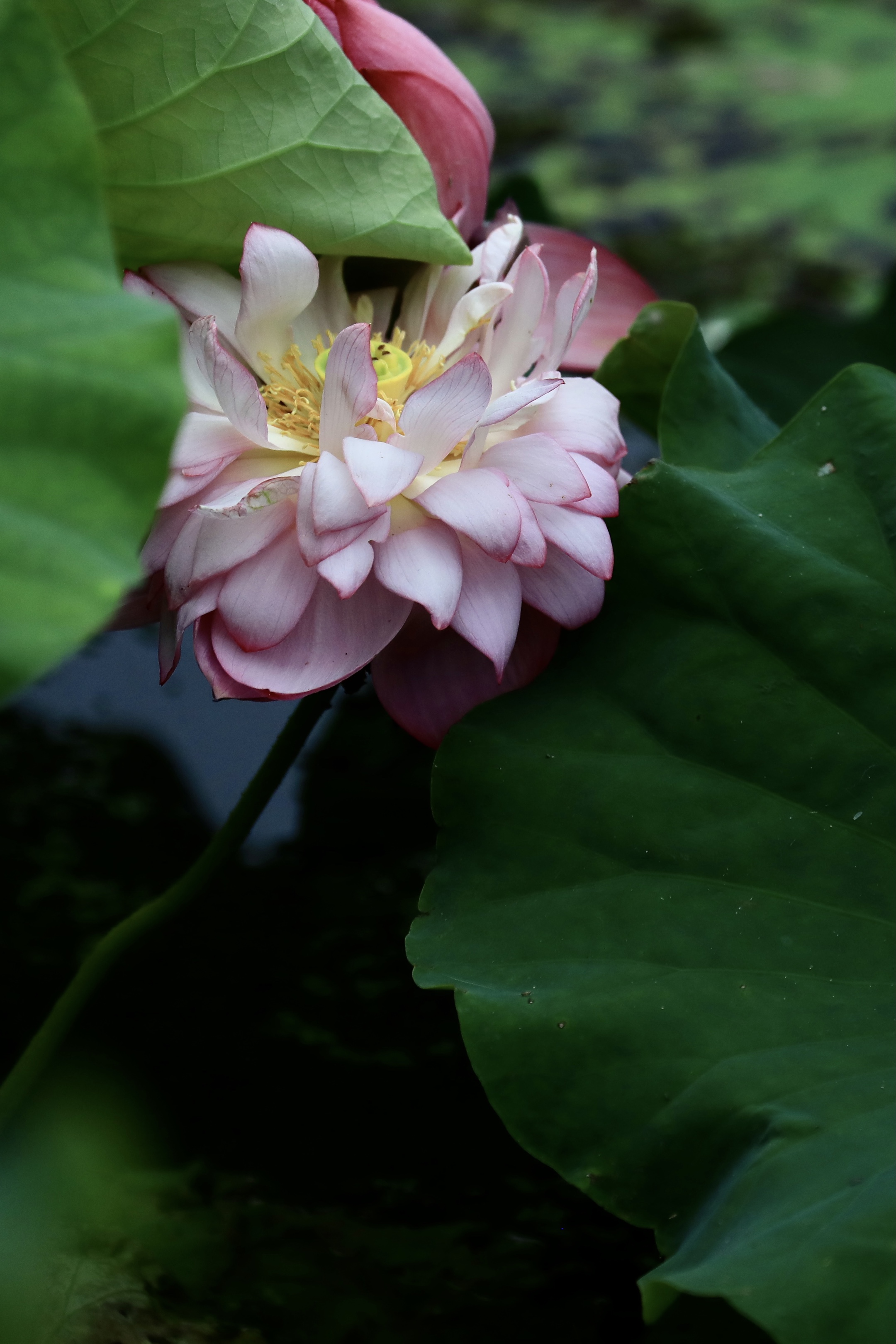 风摆荷叶催花开