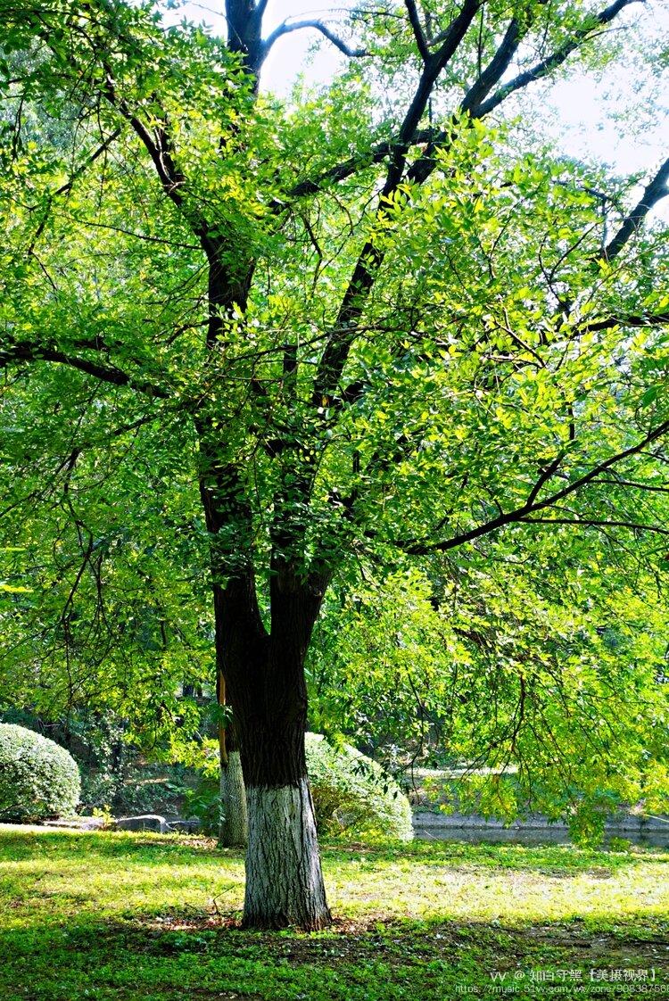 音乐:《绿色树荫下的我和你》