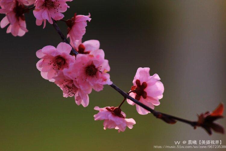 風吹花落奈何情深首發