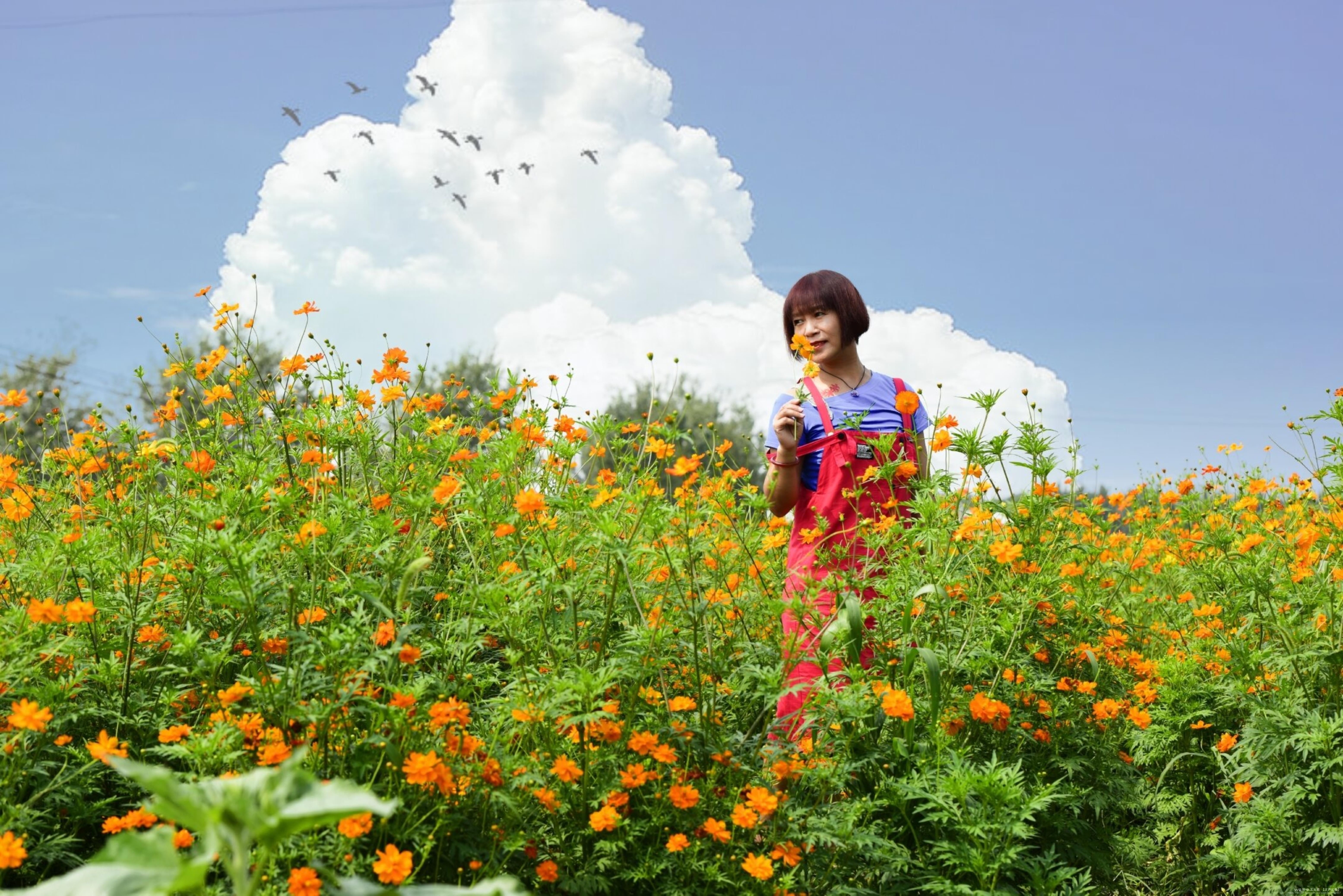 《故鄉的野菊花兒》