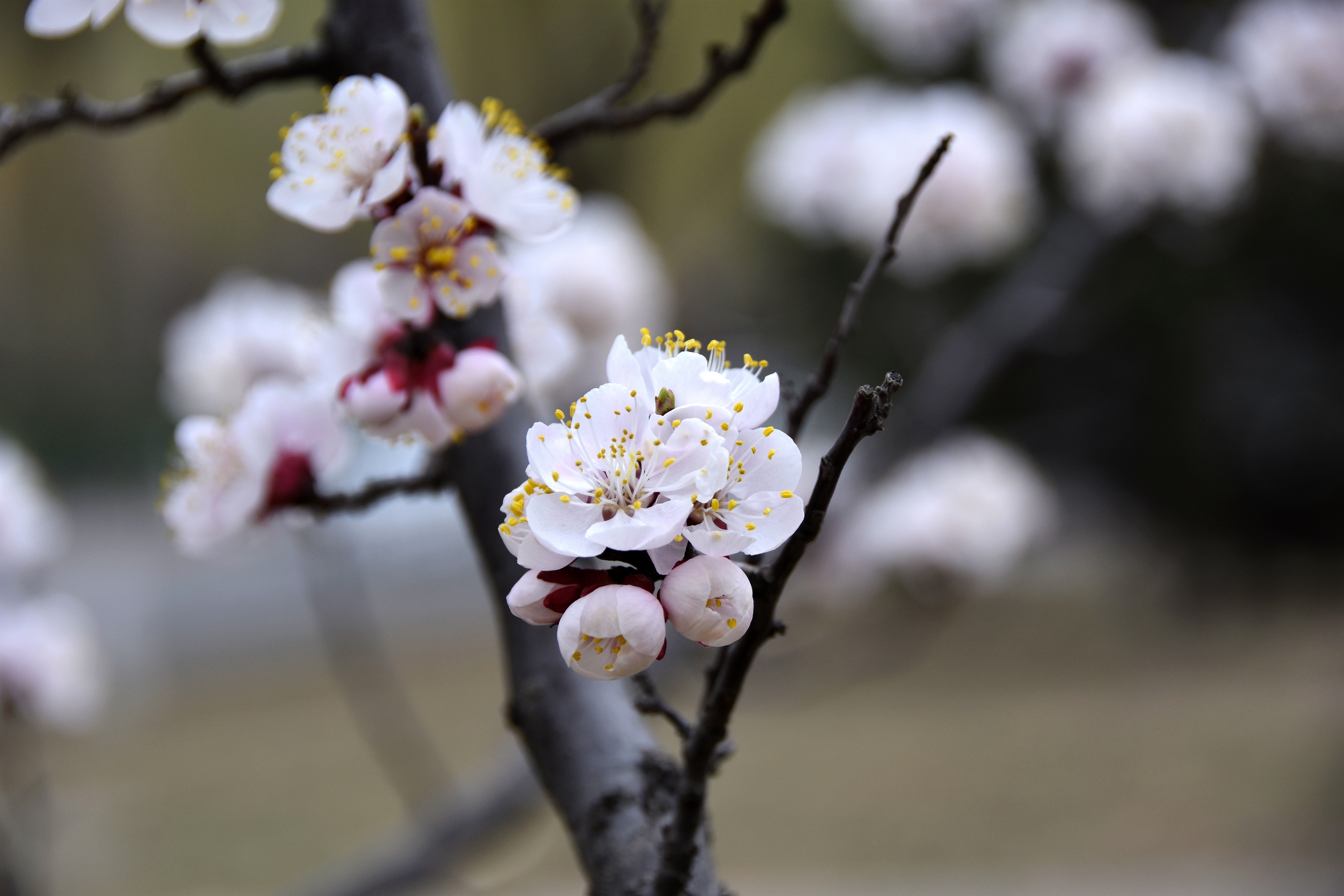 杏花壁纸 真实图片