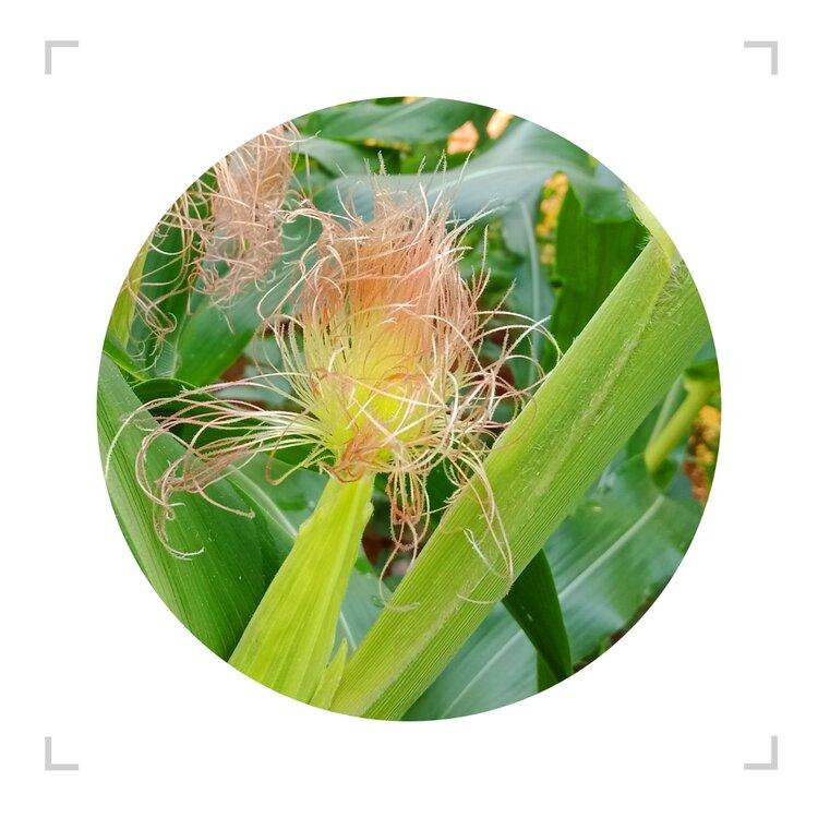 玉米花丝