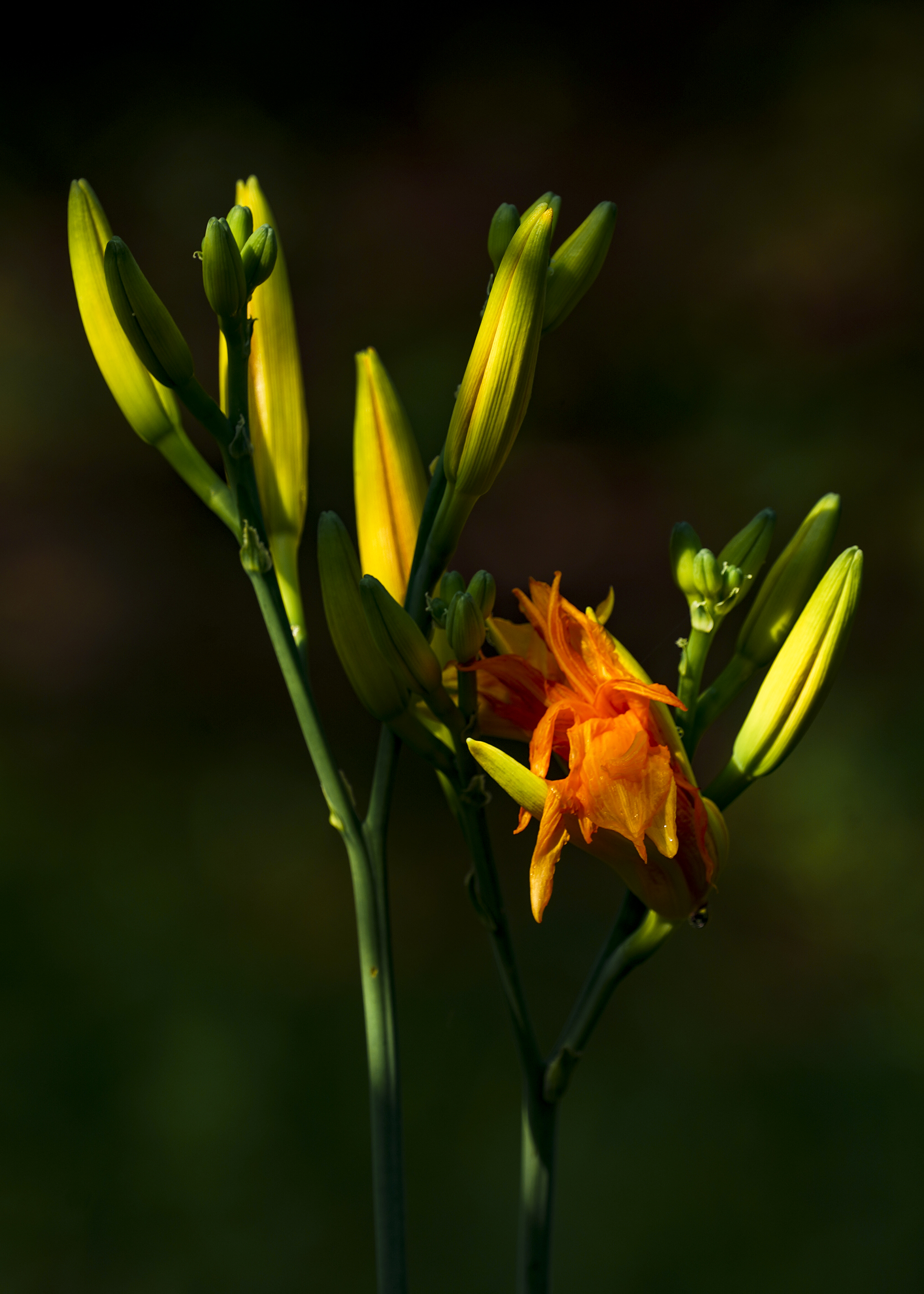 【首发】重瓣萱草花(2)