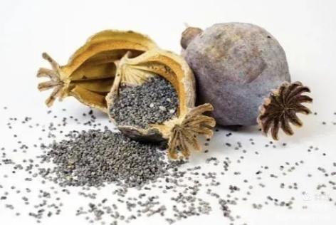 生活篇之二区分罂粟和草果