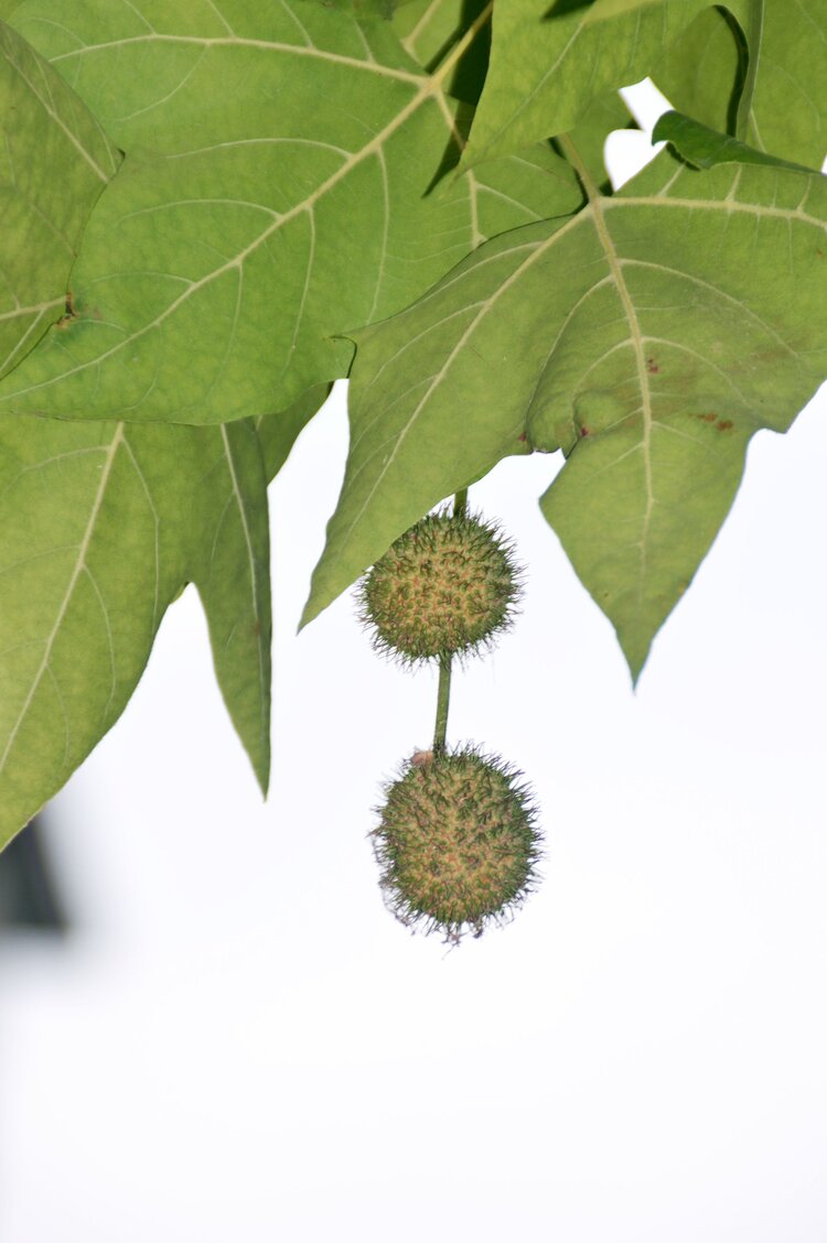 阳光下的梧桐果上首发