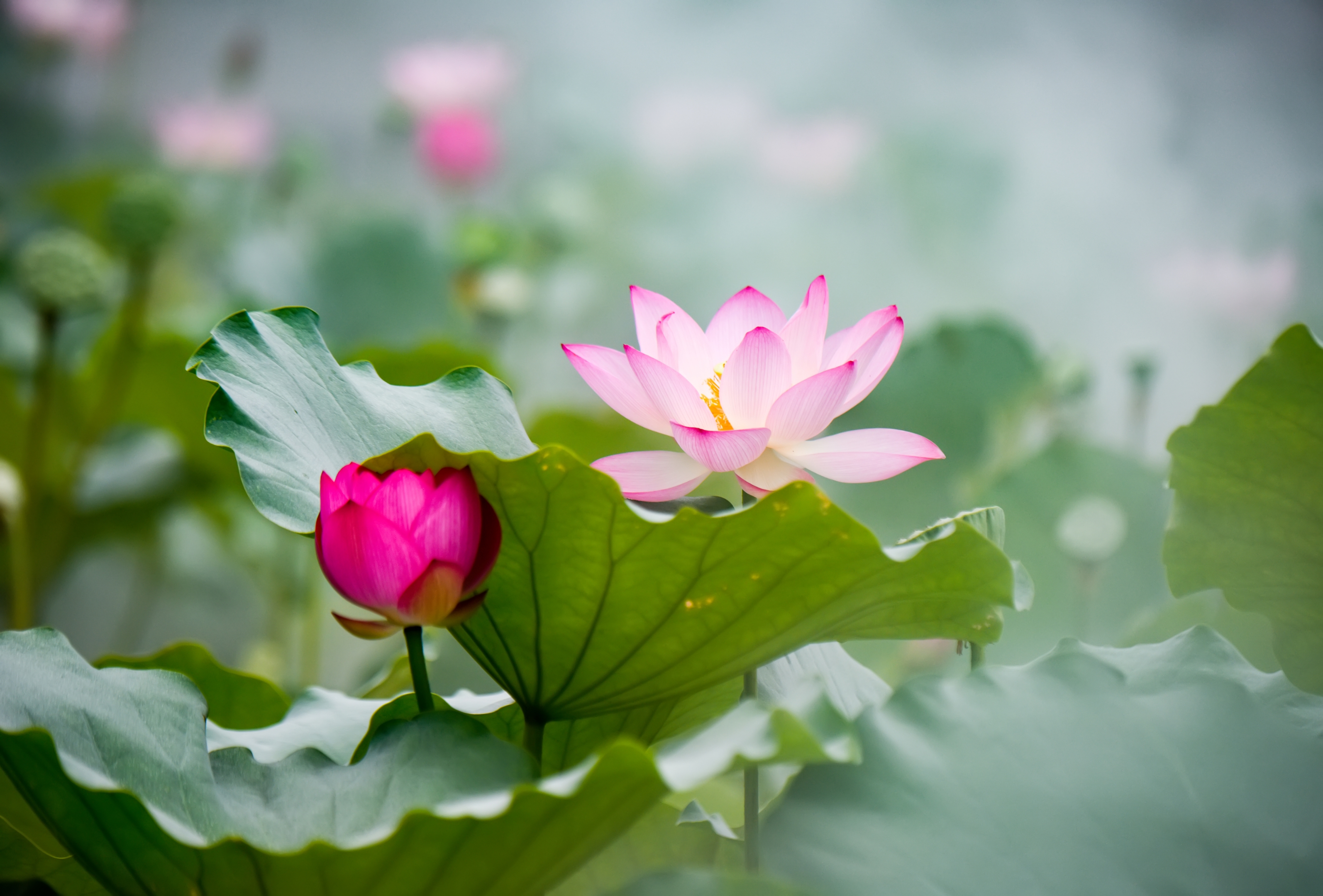 夏日荷花映日红【首发】