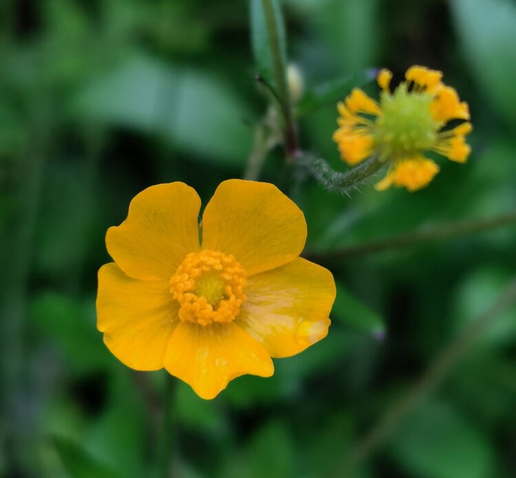 野芹菜花图片