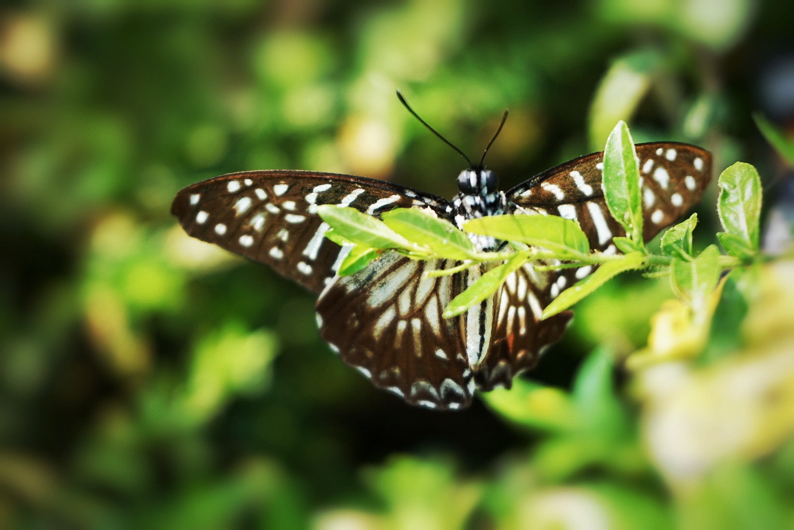 【原创首发】会飞的花朵