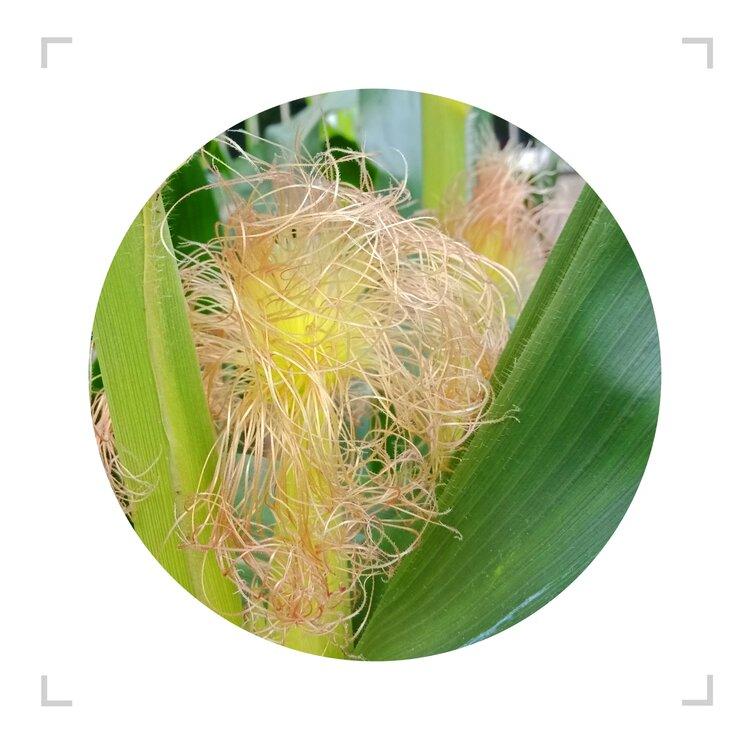 玉米花丝