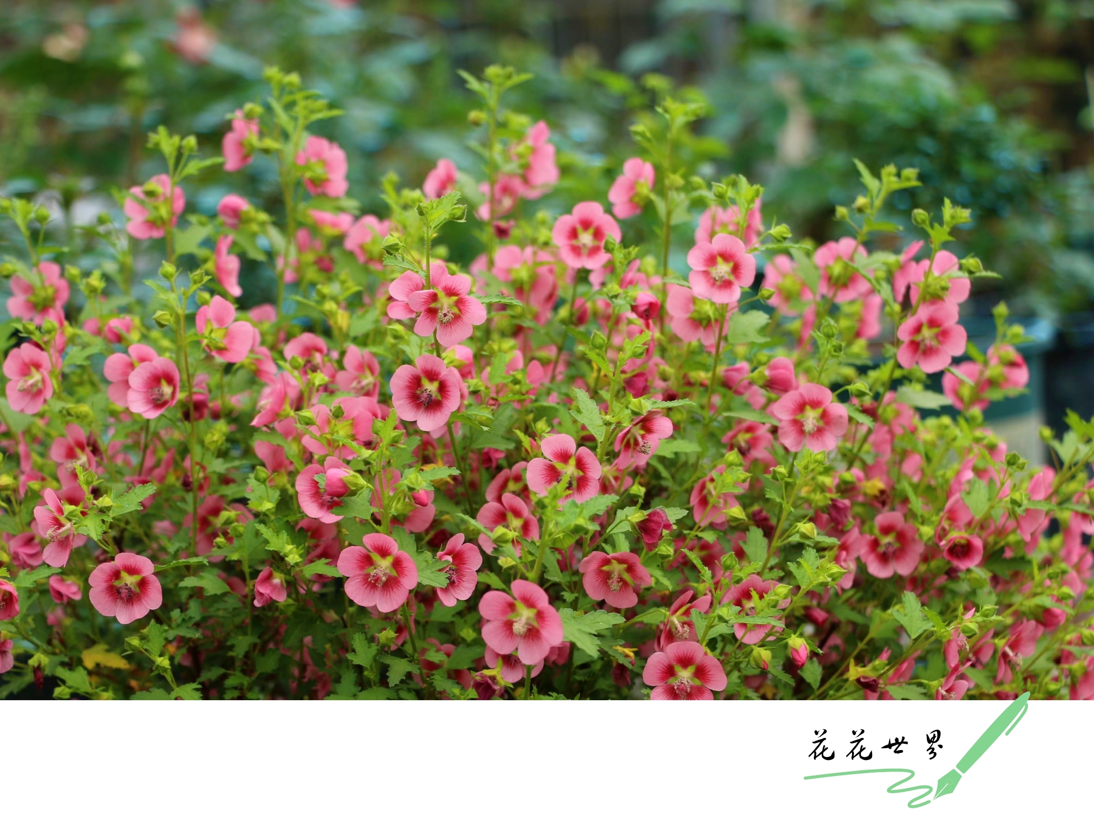 小木槿属锦葵科,别称迷你木槿,南非葵,玲珑木槿,花期短,只有一天