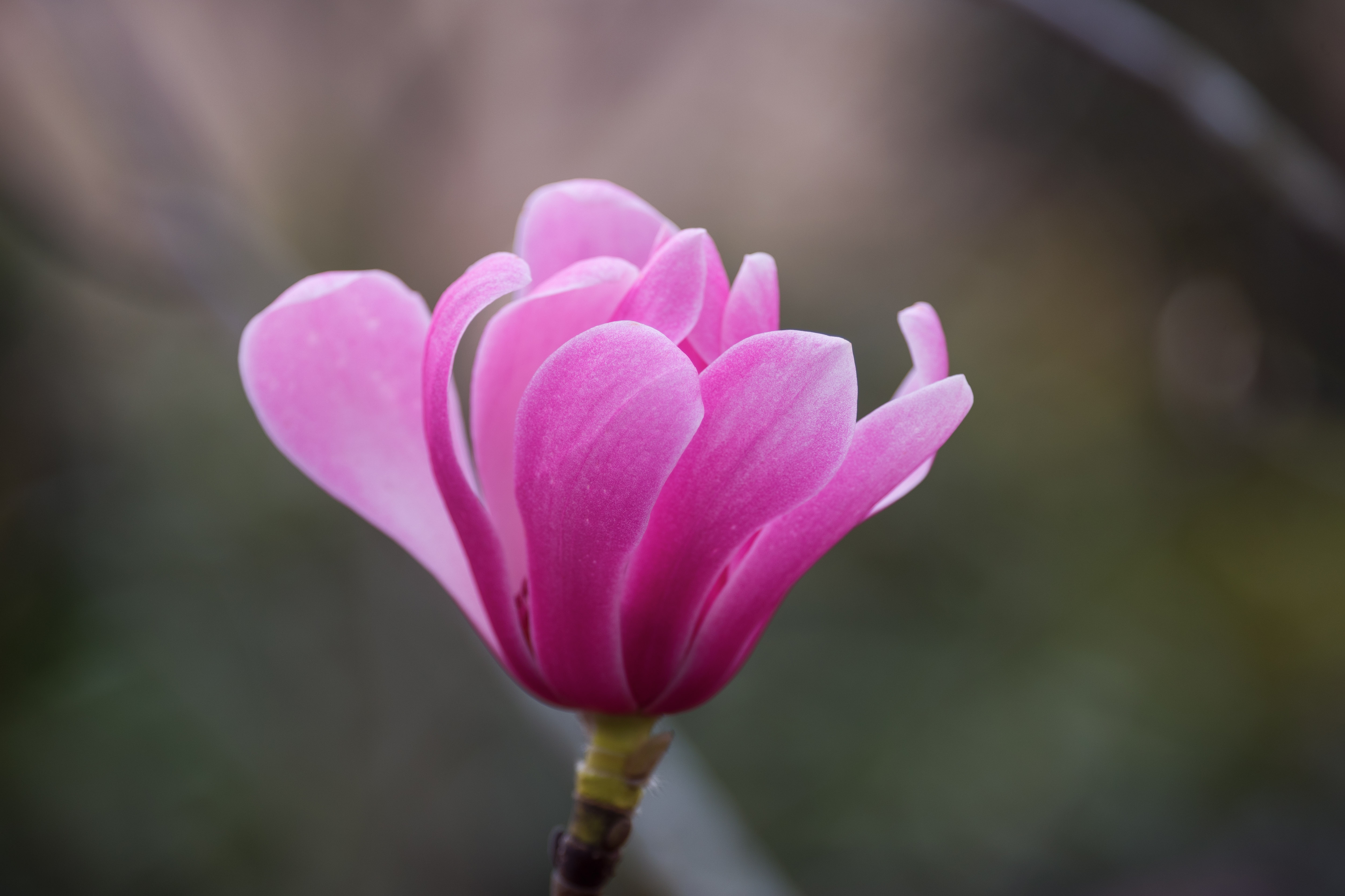 【vv音乐原创首发】 春天的脚步已经匆匆地来到我们的面前,玉兰花已经