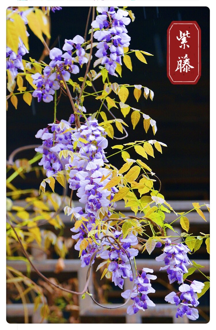 古风紫藤光芒摄于南京老门东