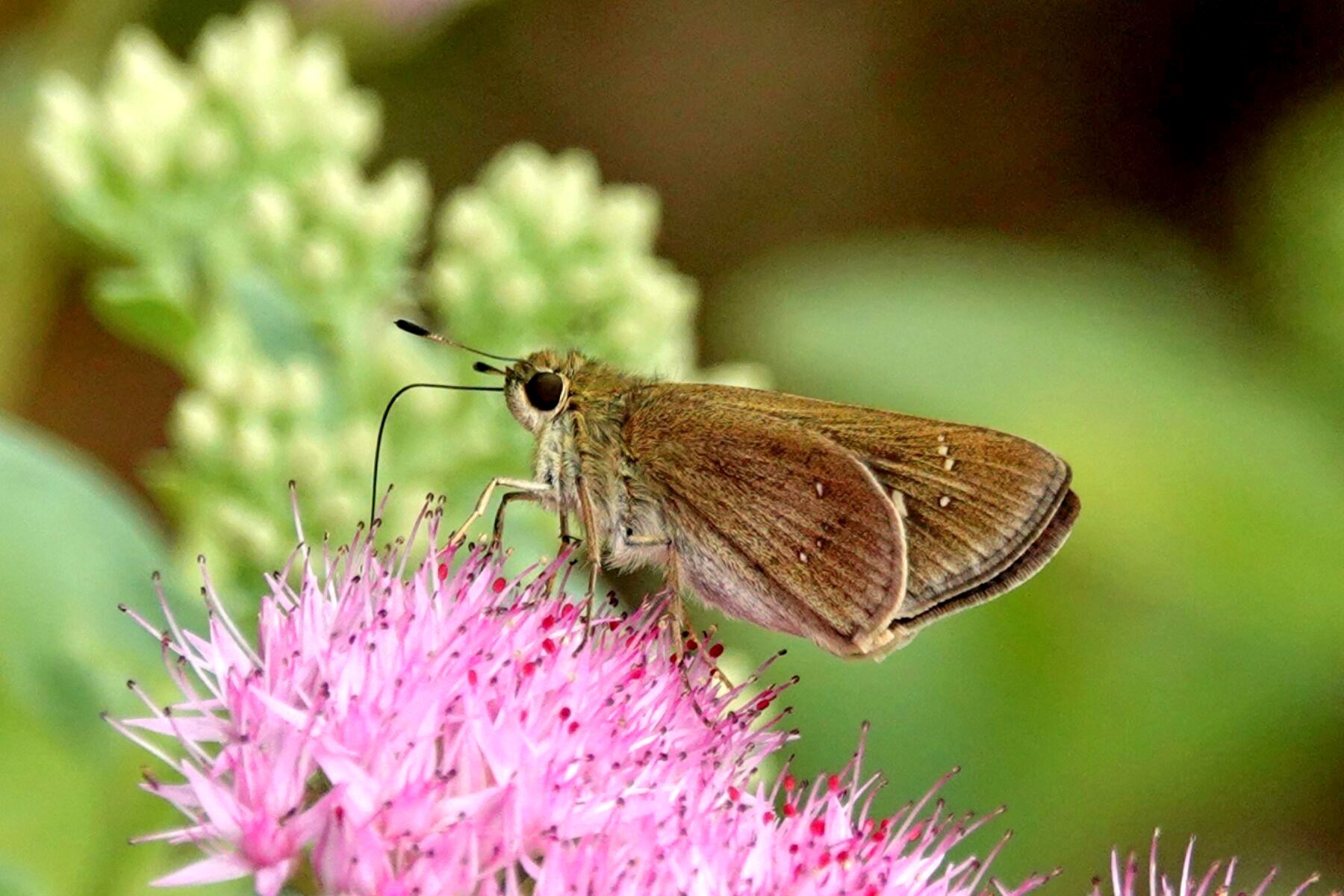 【首发】稻苞虫