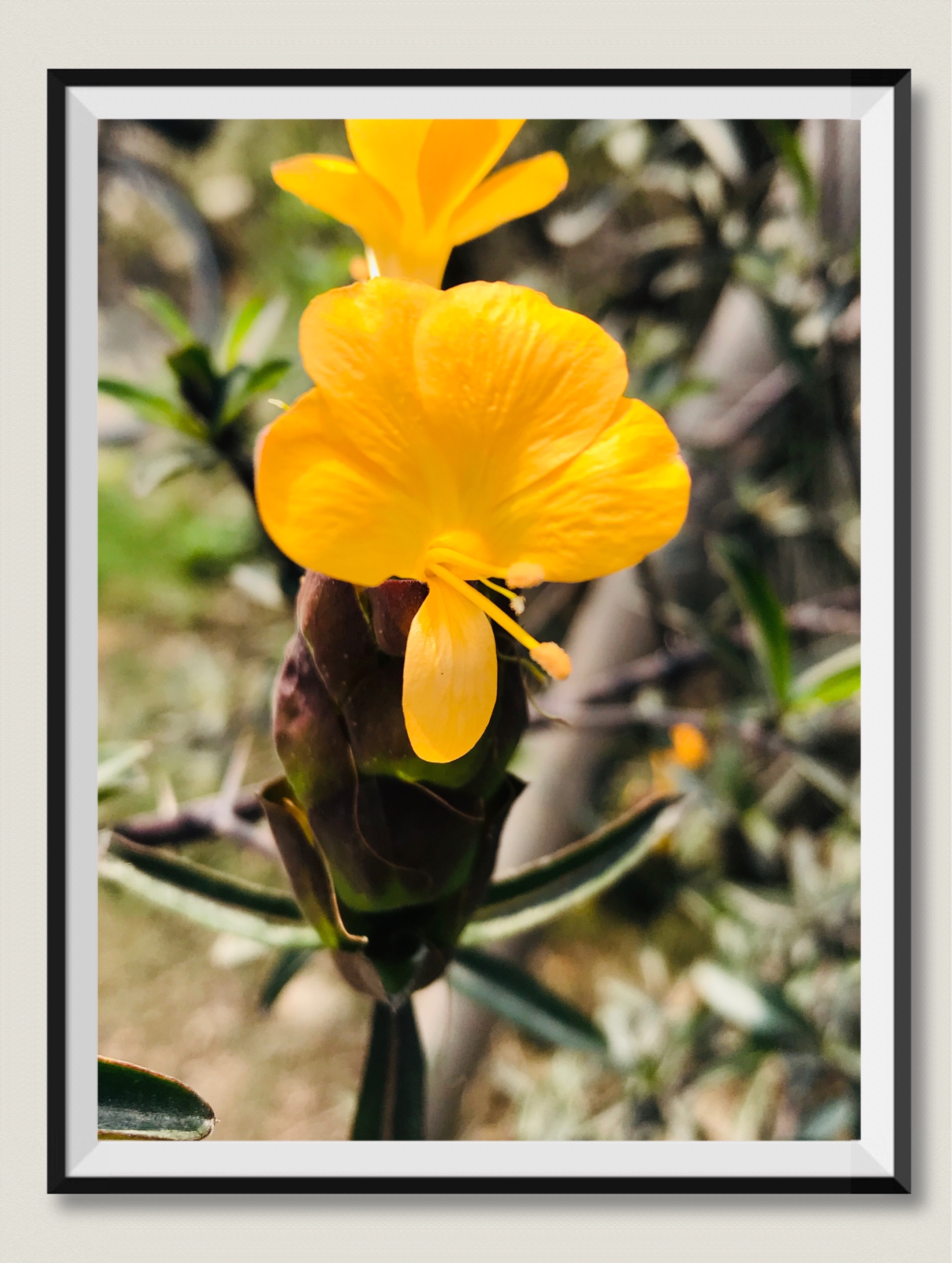 假杜鹃【vv首发】