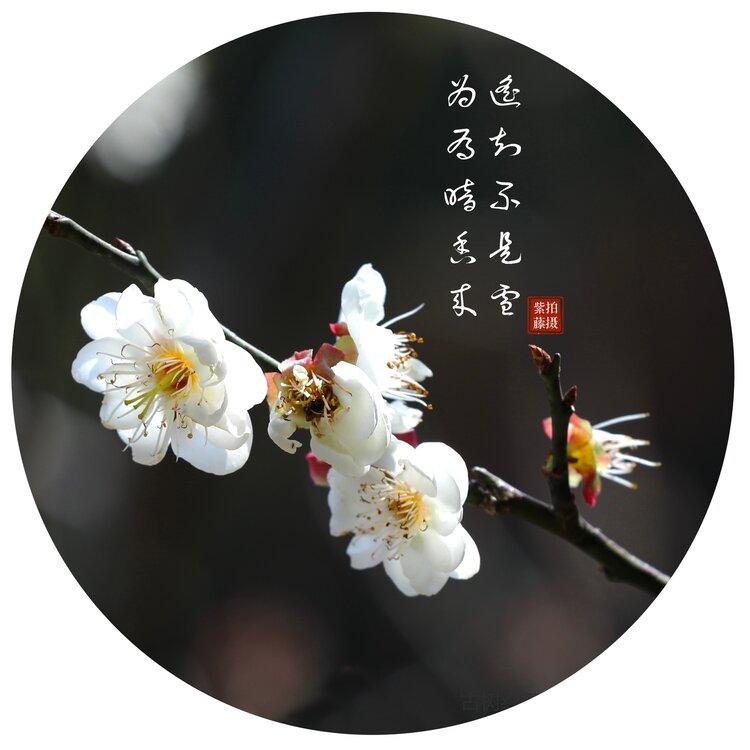 首发暗香梅花