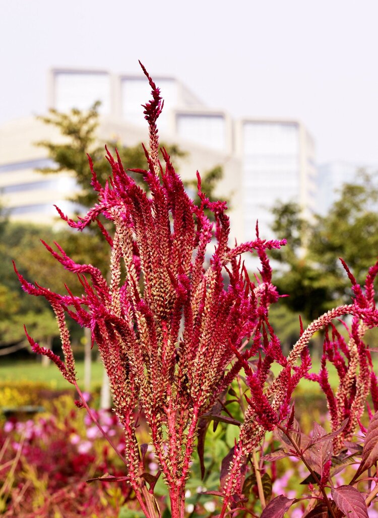 可以食用的千穗谷首发