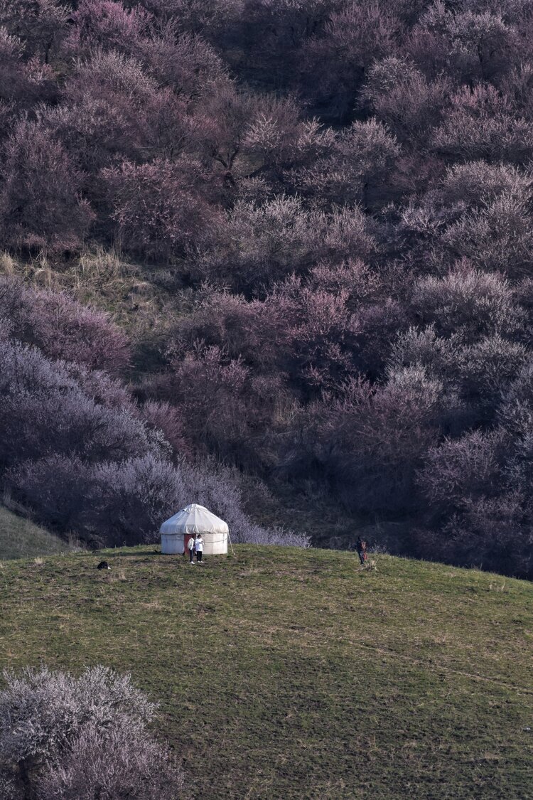 那拉提的杏花沟