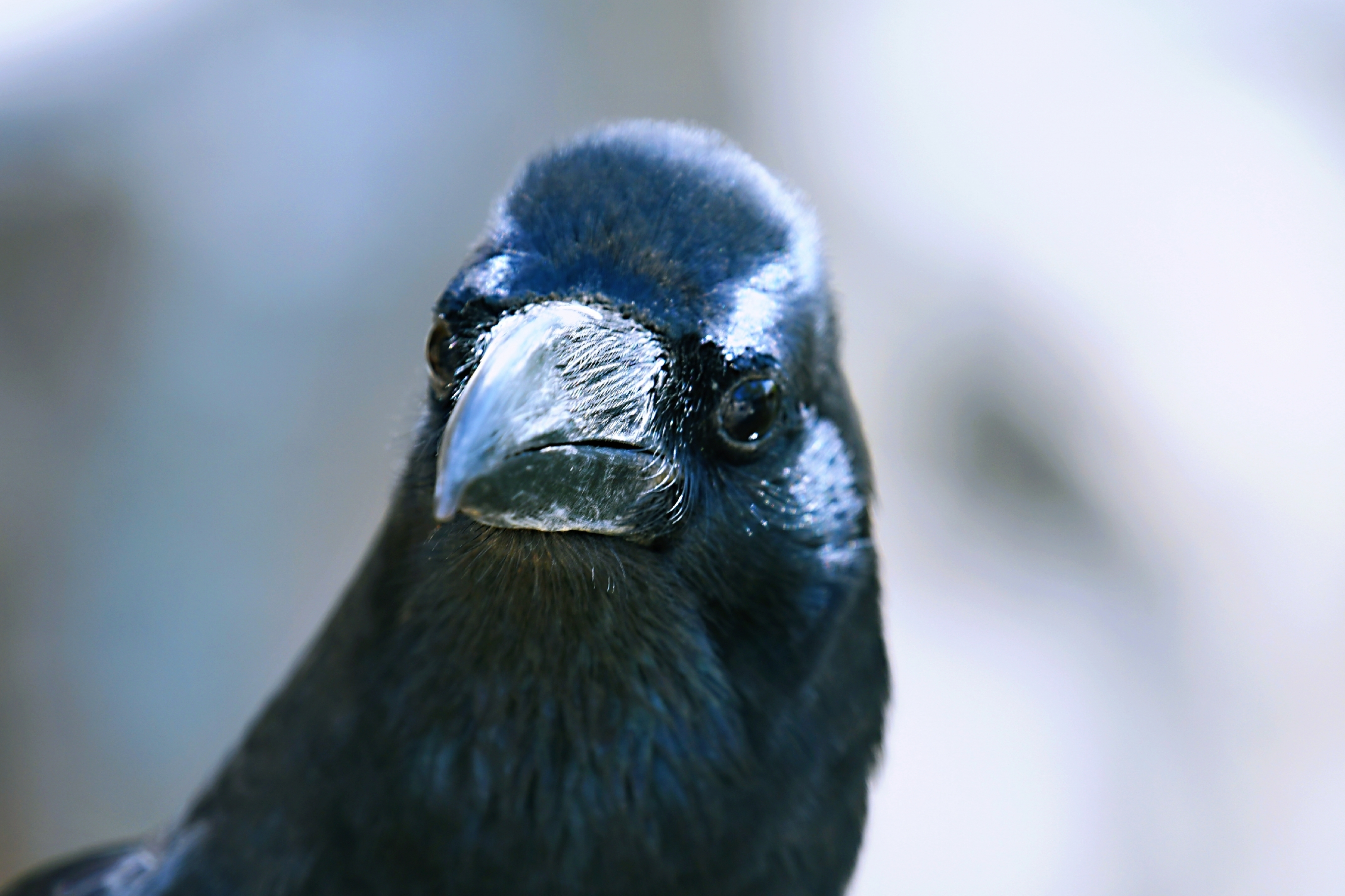 大嘴乌鸦日本亚种图片