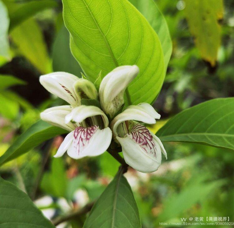 【首发】鸭舌花