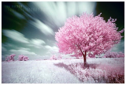 《一颗开花的树》 作者 席慕蓉