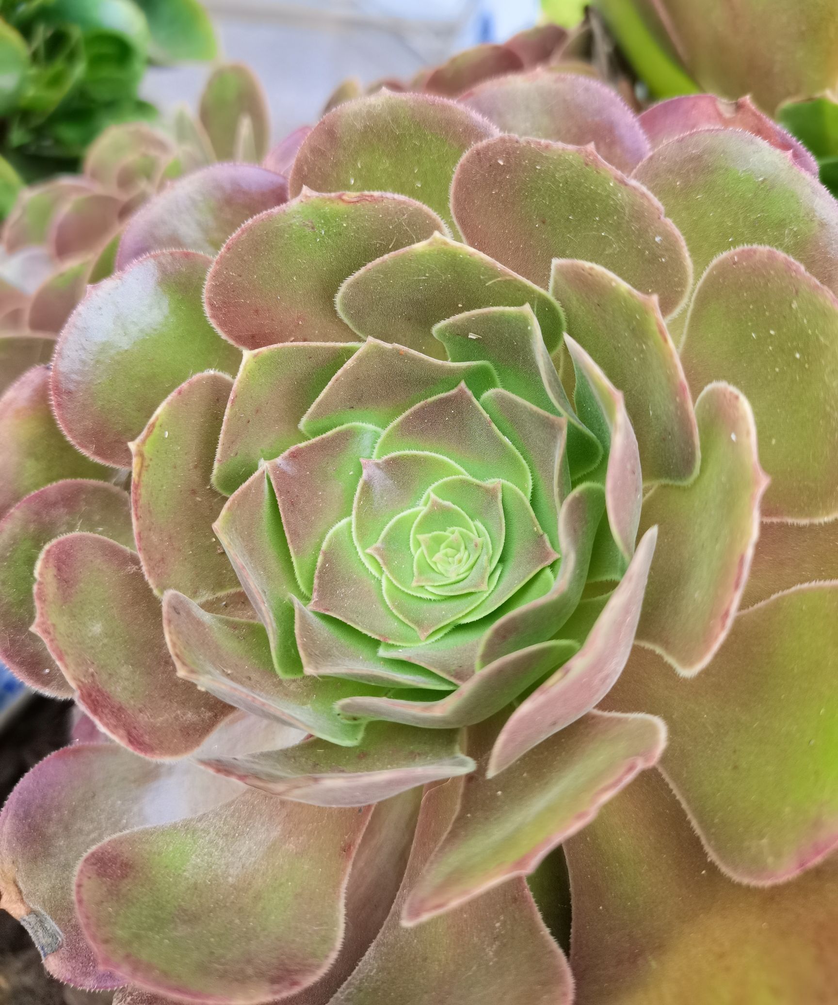 多肉美杜莎铜壶黑法师