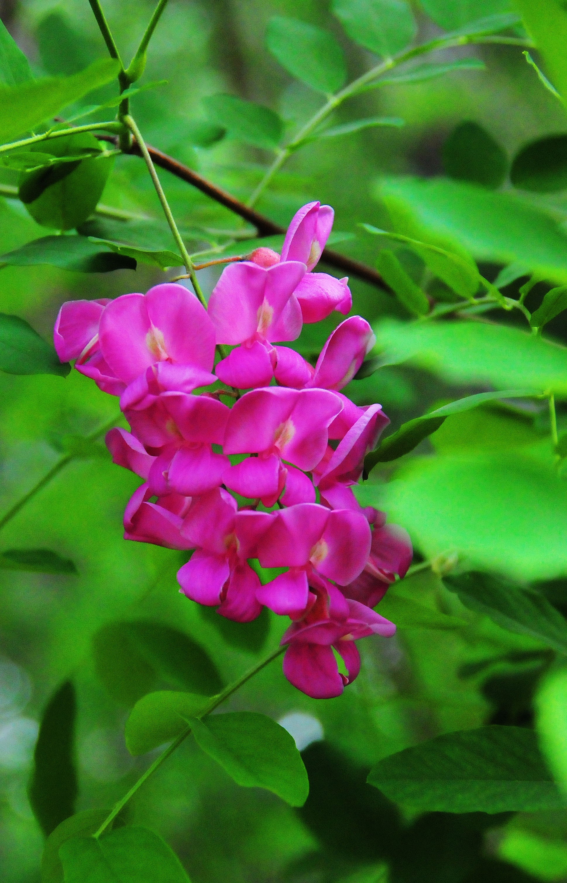 红花刺槐花能吃吗(红花刺槐花能吃吗有毒吗)