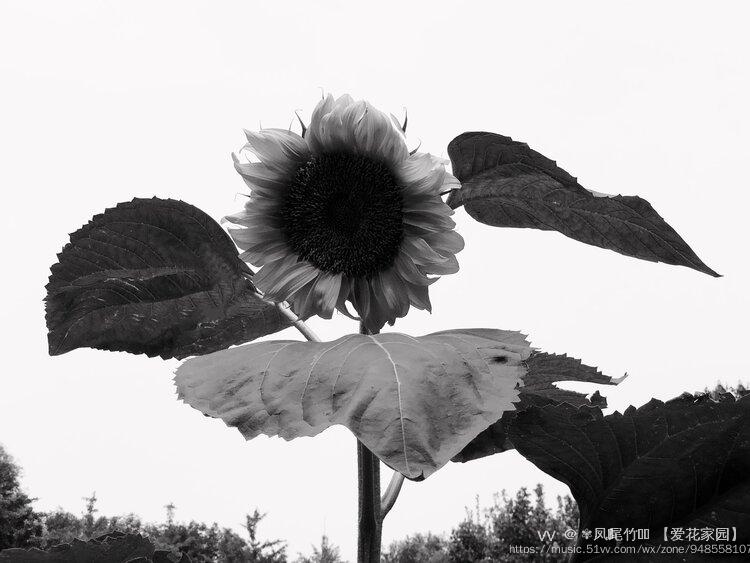 黑白系向日葵