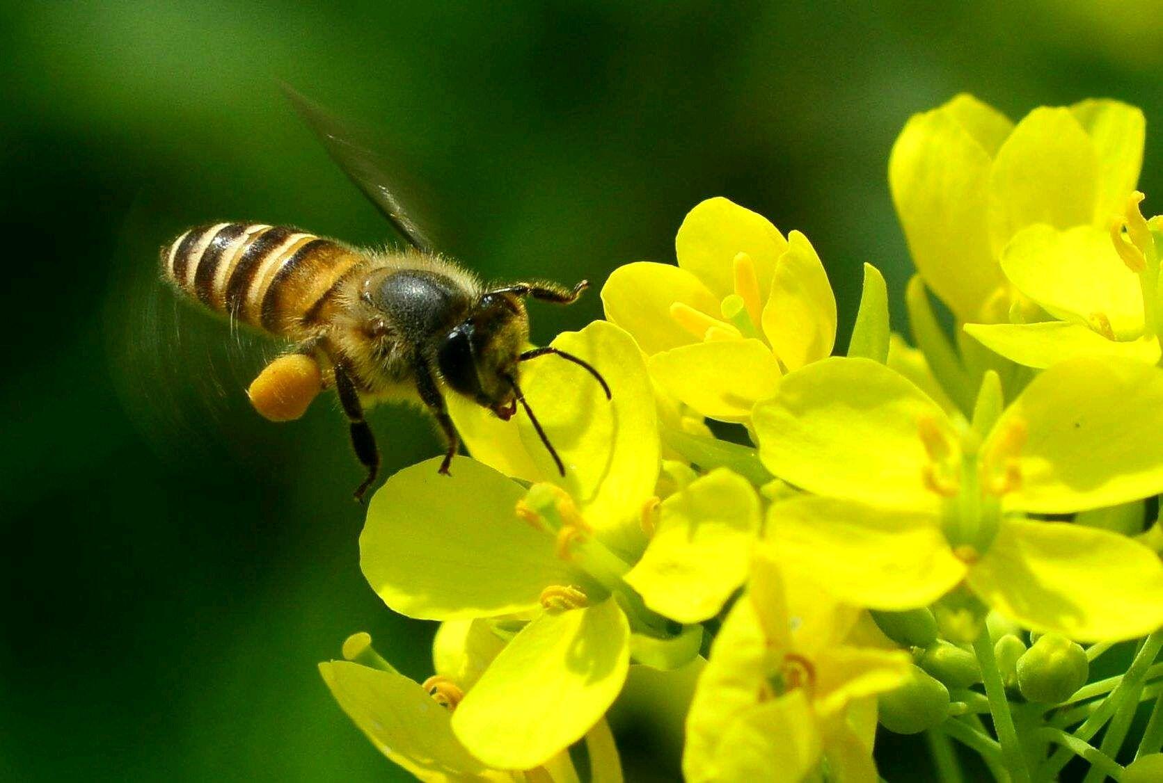 蜂儿飞来采花蜜