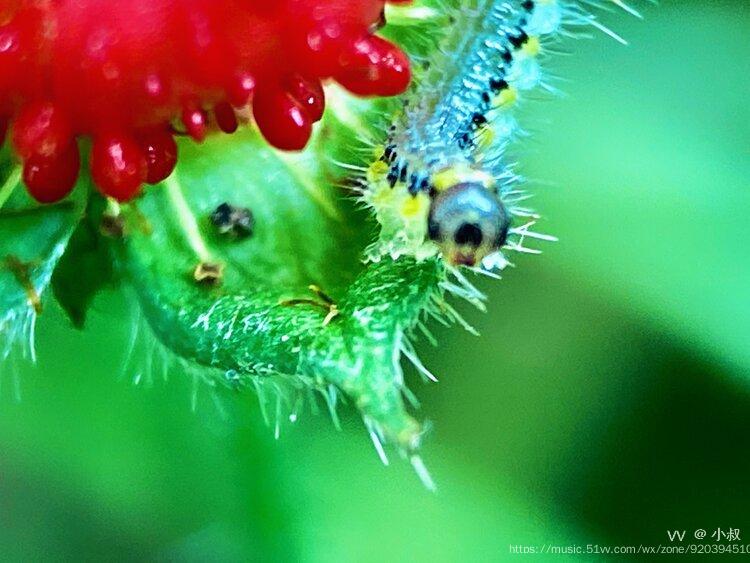【首发】透明毛毛虫(三)