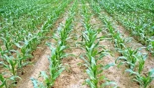 玉米长垄沟图片来源网络