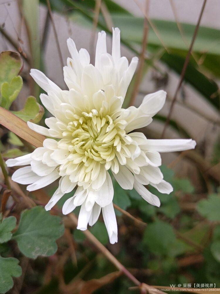 美丽的白菊花