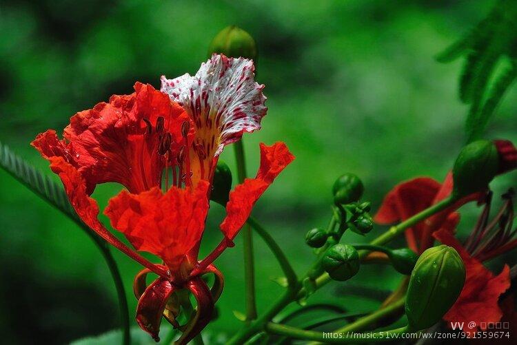 桃粉杏白却恋上你赤焰灼灼不是风儿抹红了丽心才染就这璀璨繁花一簇簇