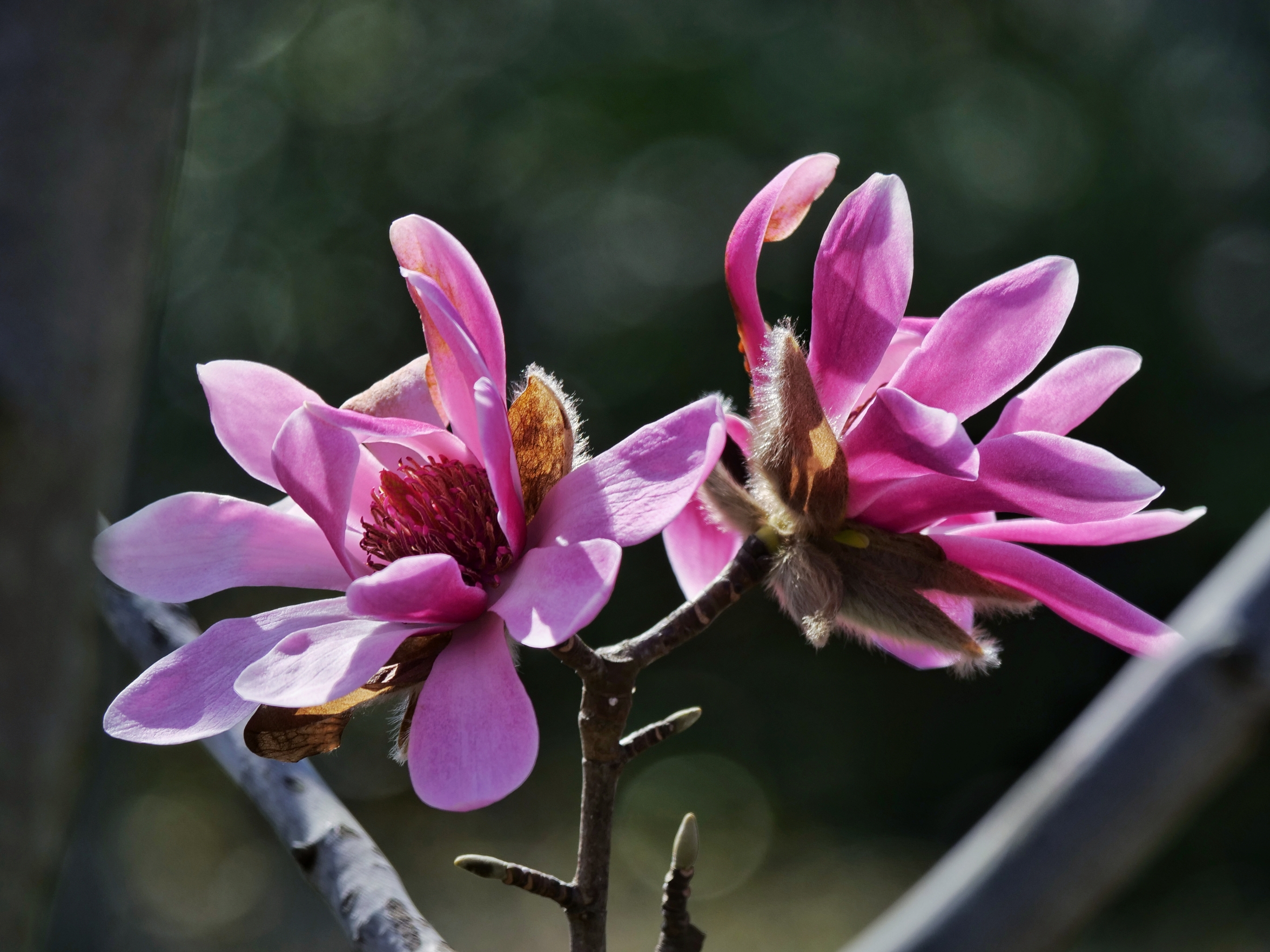 2021年上海植物园迎春花展—玉兰花