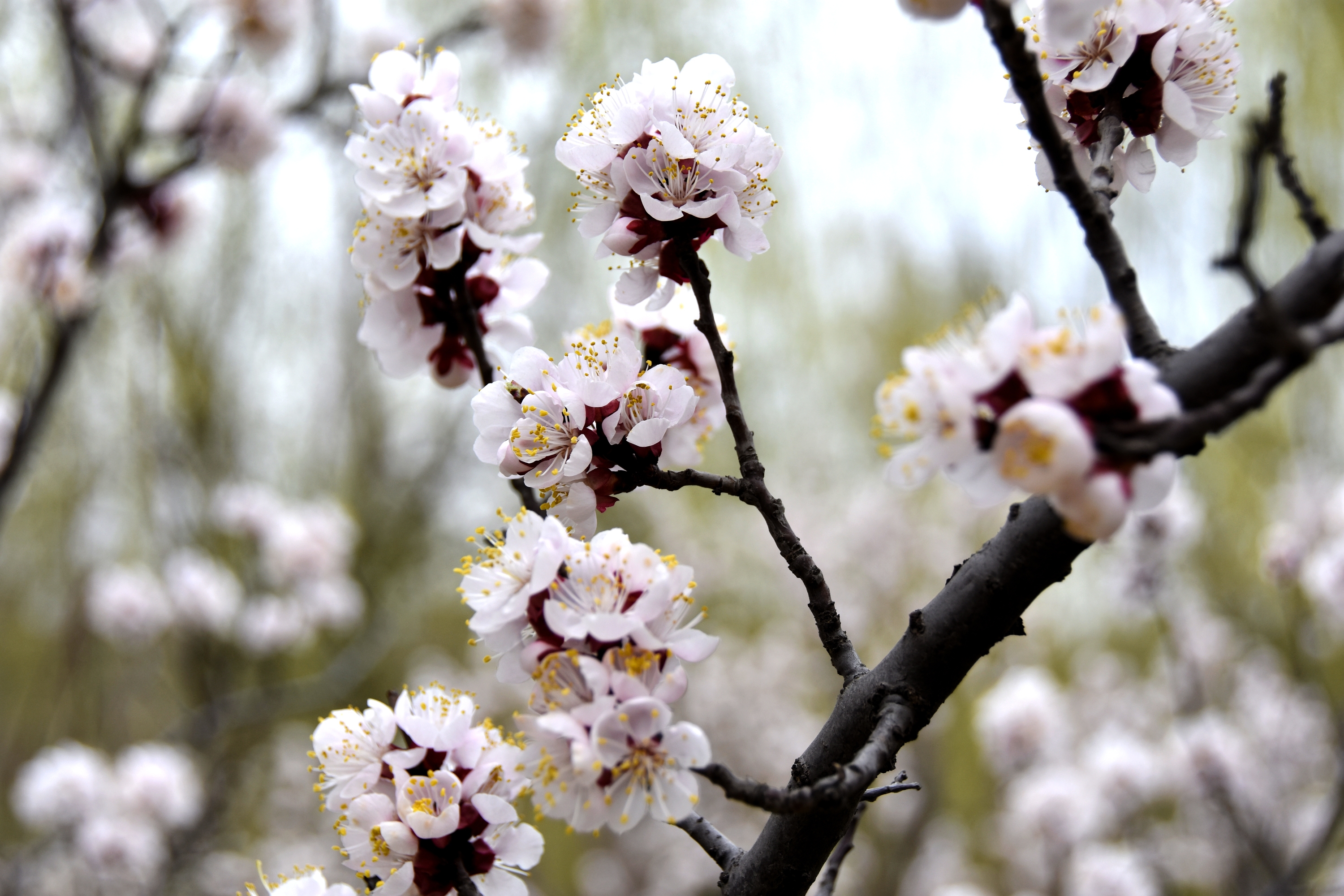 【首发】又到杏花开放时(宁静向暖)