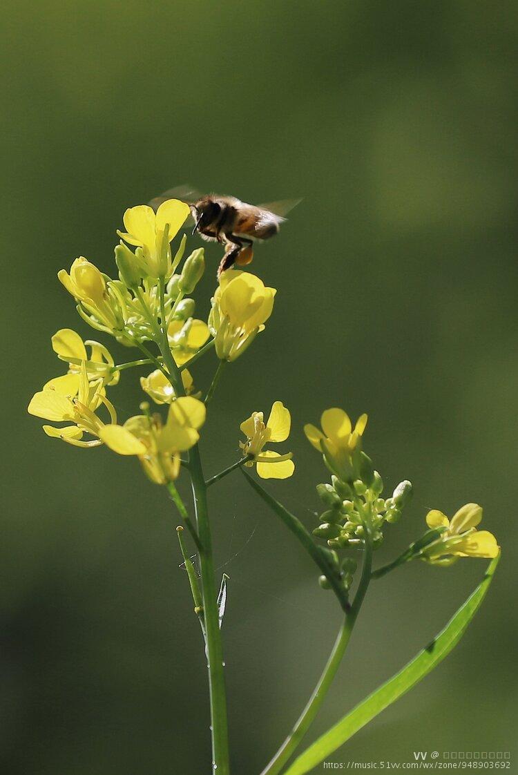 首发野油菜花