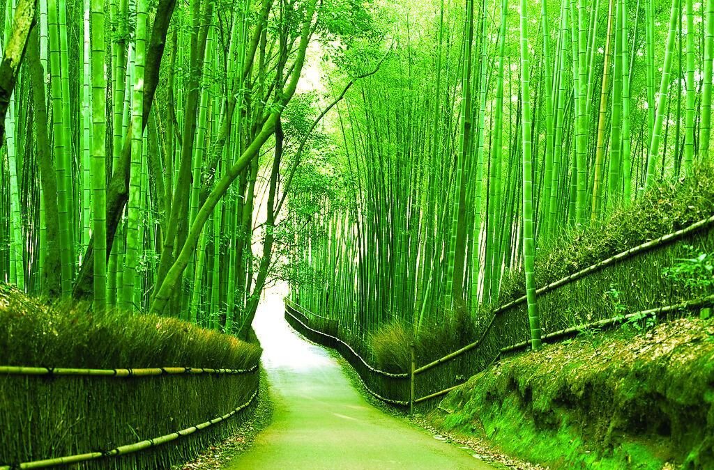 [首发]高风亮节虚心竹