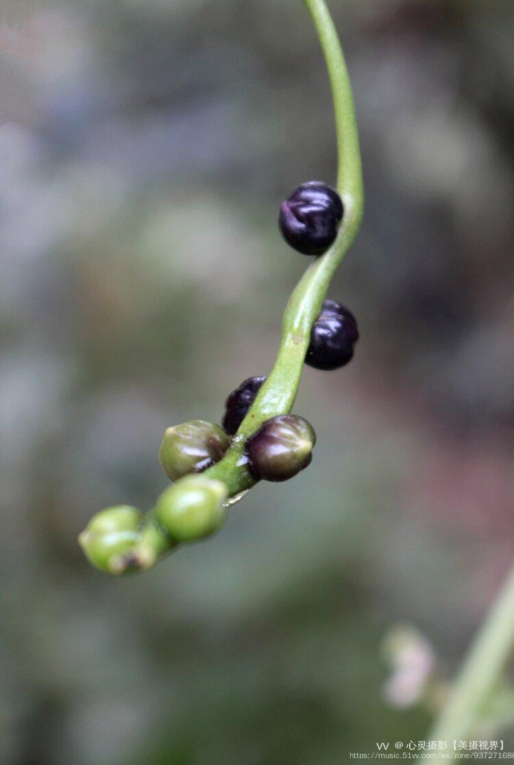 首发木耳菜结果子
