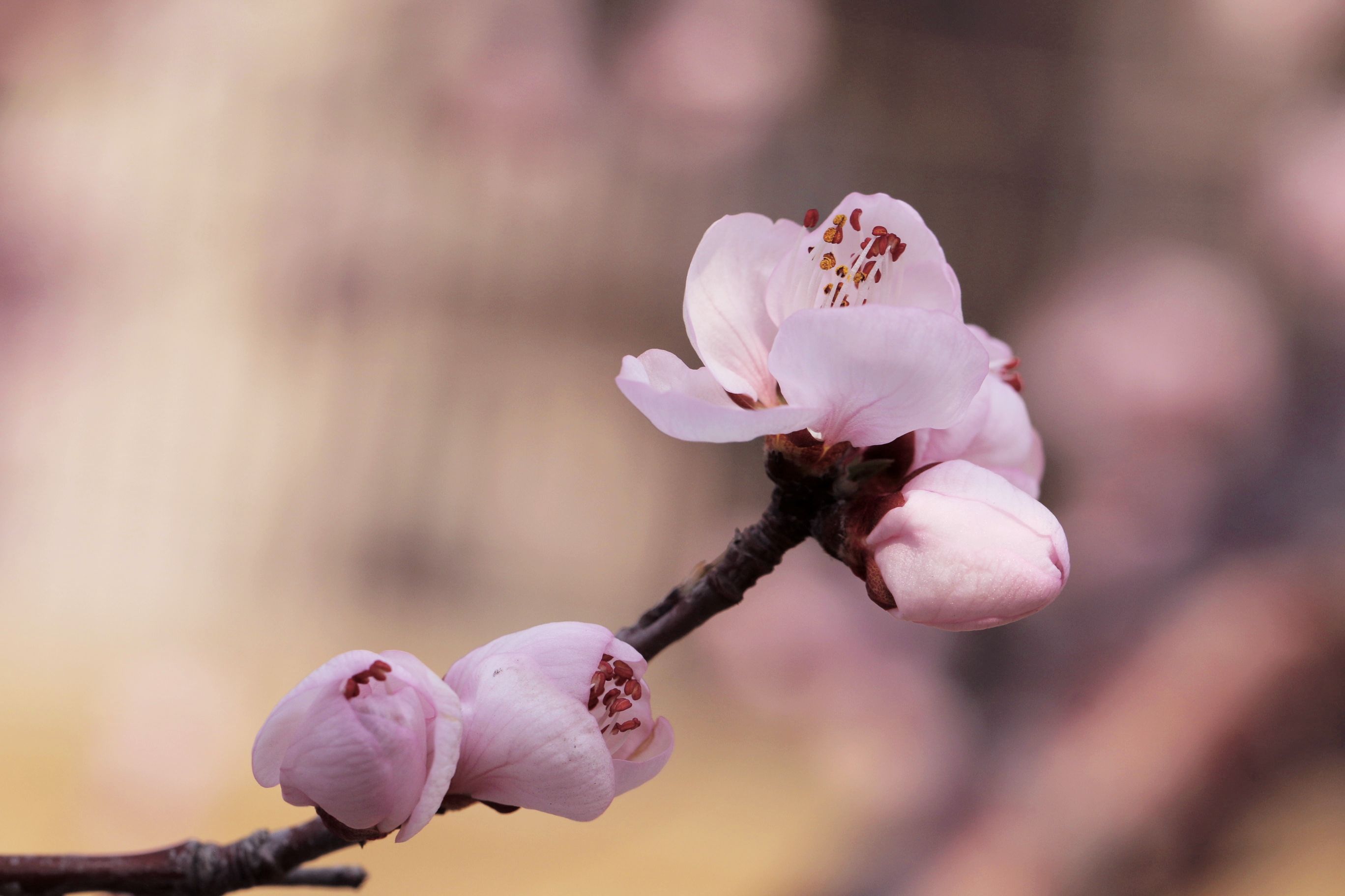 山桃花儿朵朵开