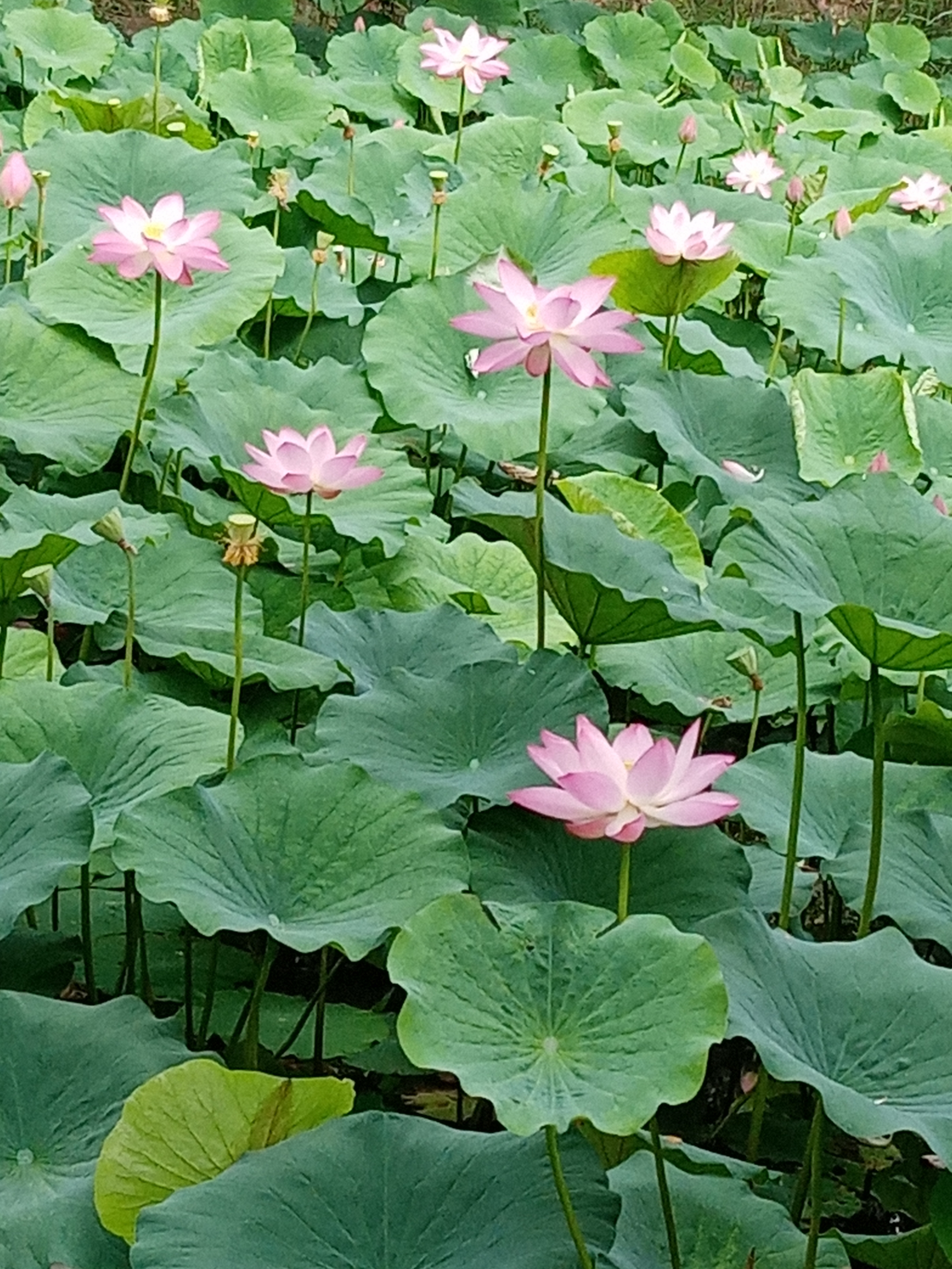 六月荷花满池塘,七月图片