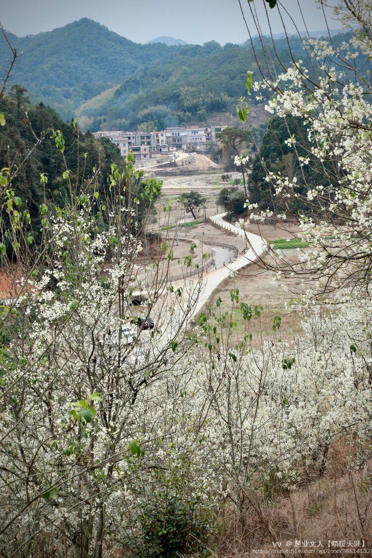 立春過後,廣寧縣木格鎮的山楂花開始綻放,漫步在山楂樹林,讓枝頭的