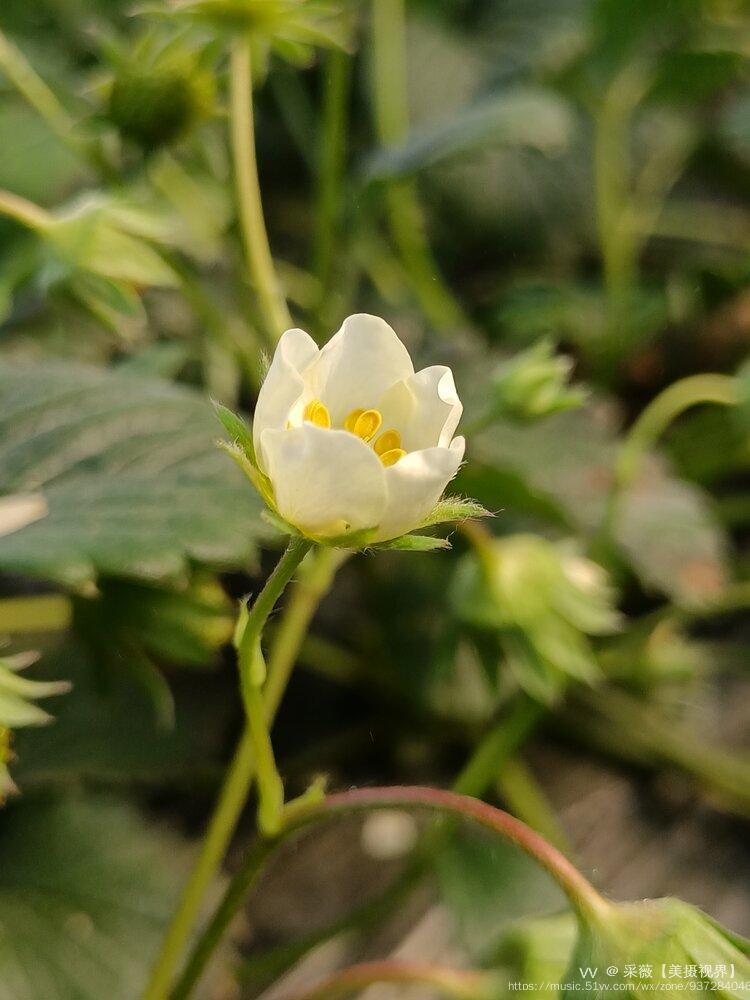 首发草莓花开