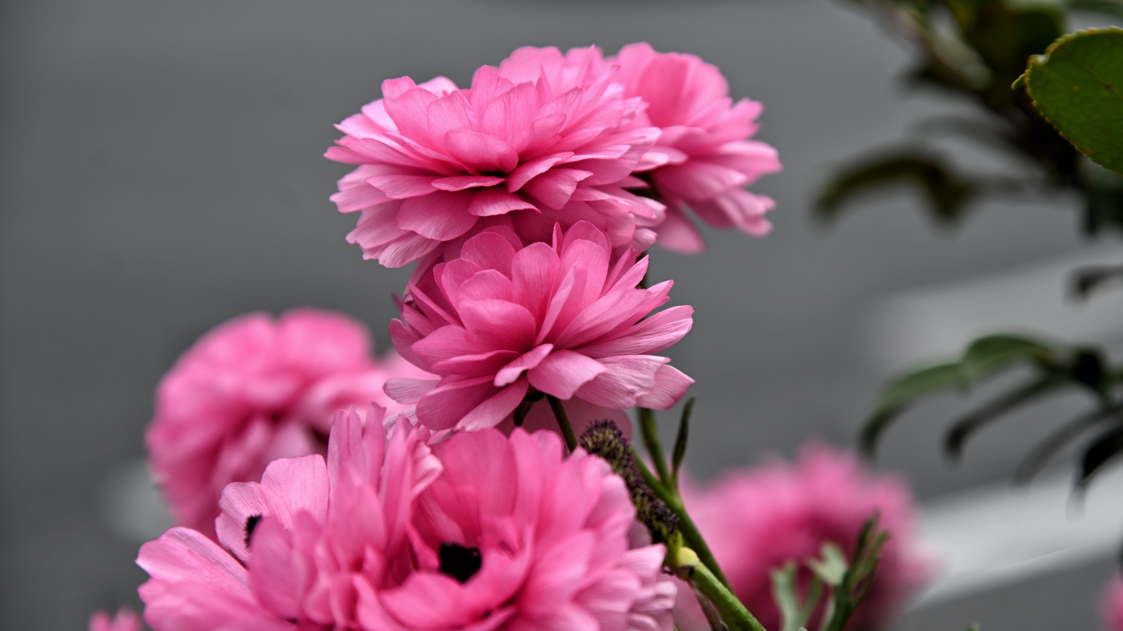 层层叠叠花毛茛