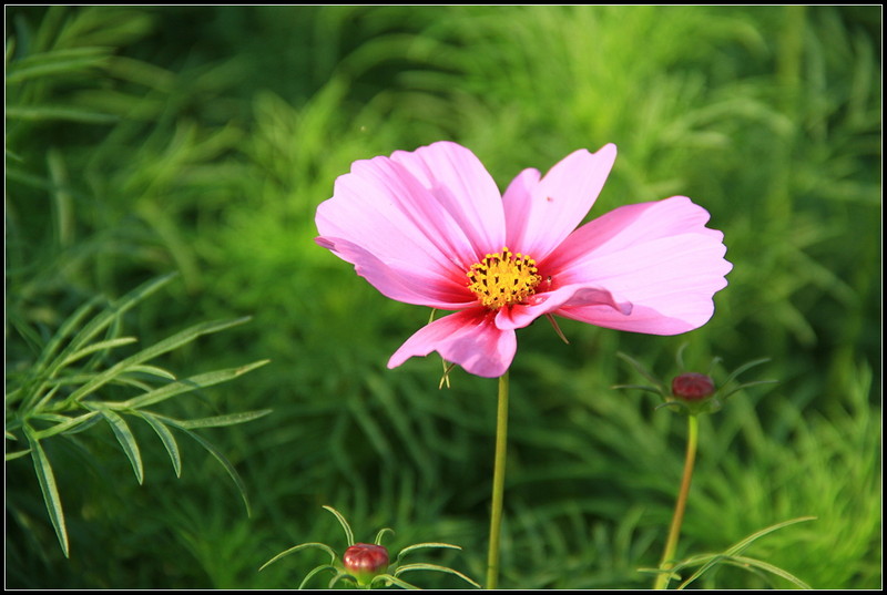 东北的扫帚梅——格桑花【首发】