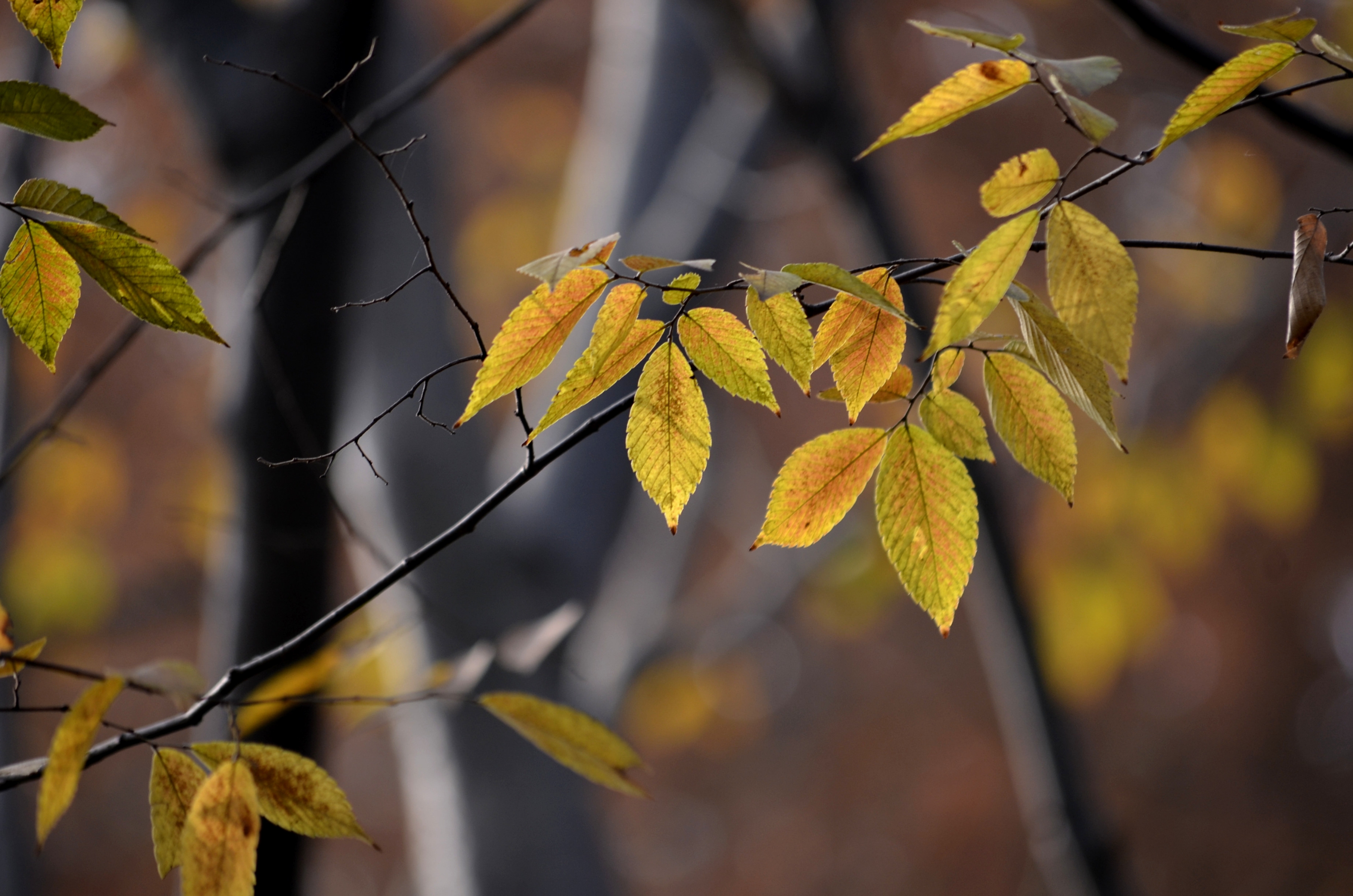 榆叶(榆叶梅多少钱一棵)