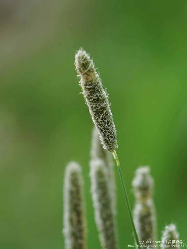 高原上的野生梯牧草首发