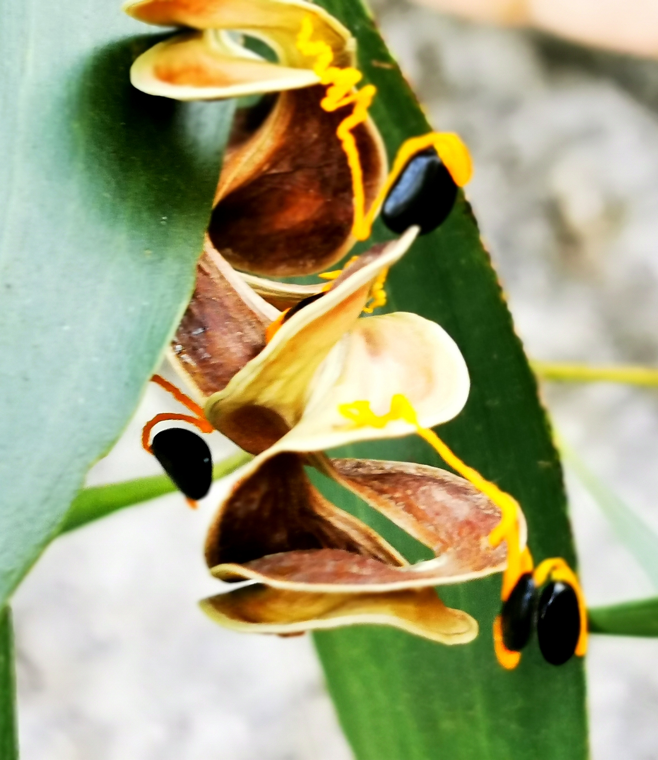 【首发】大叶相思奇异有趣的果实(一)