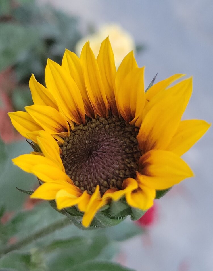 首发小花向日葵