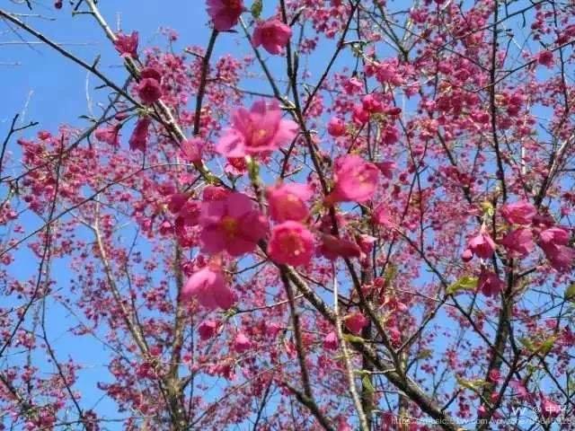 福清灵石山公园樱花图片