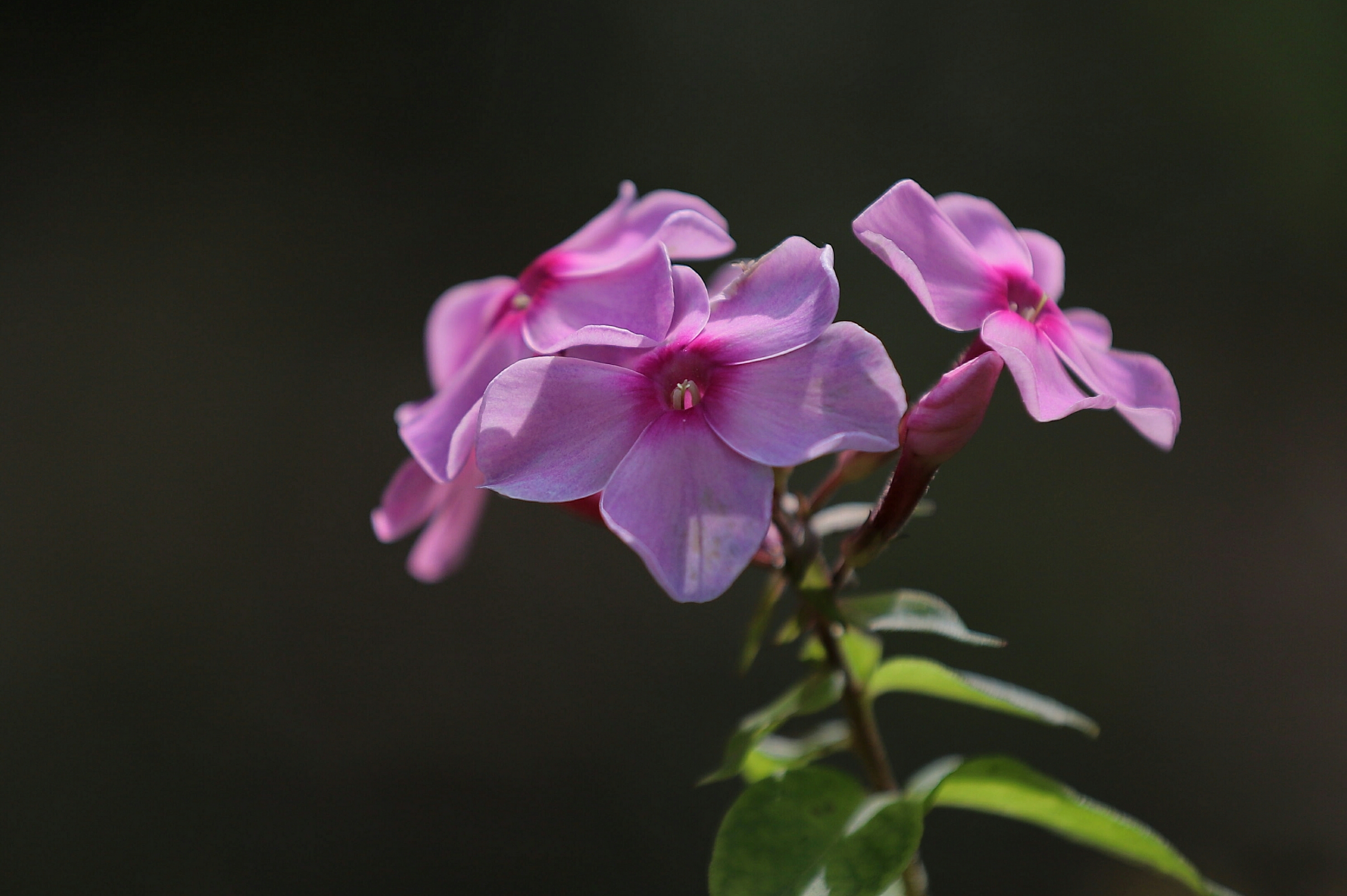光影下的小天蓝绣球
