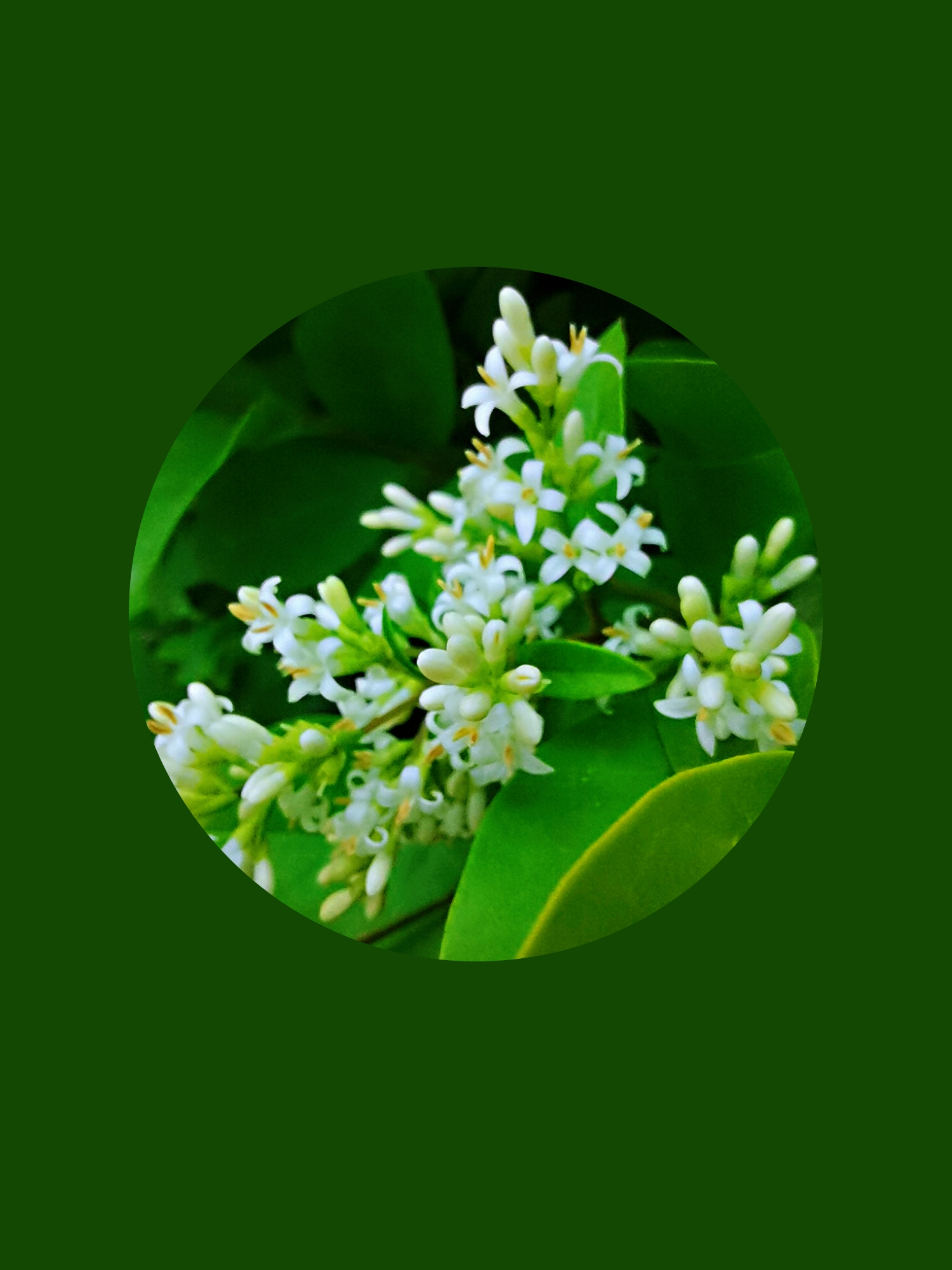 金叶女贞【vv首发】